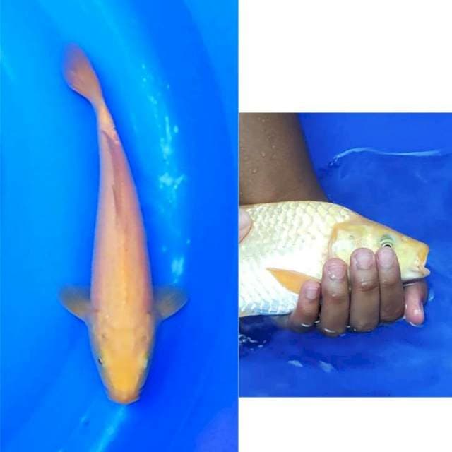 Karashi Berpunuk Mata Hitam 31cm (F)