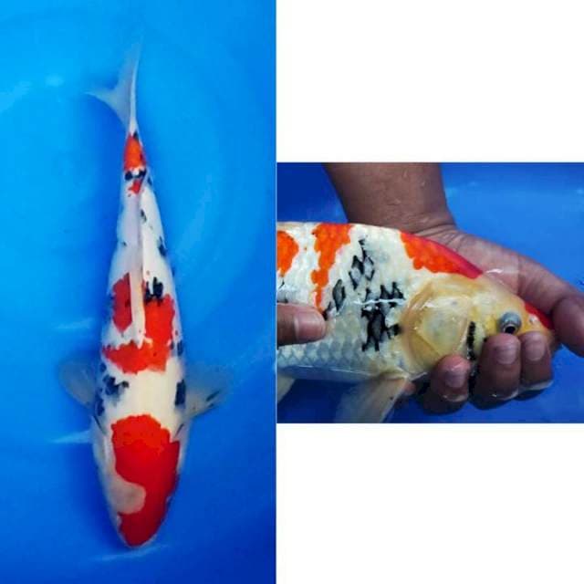 3step Sanke Original berpunuk 36cm (F)