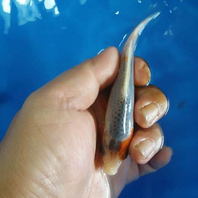 Asagi 13cm