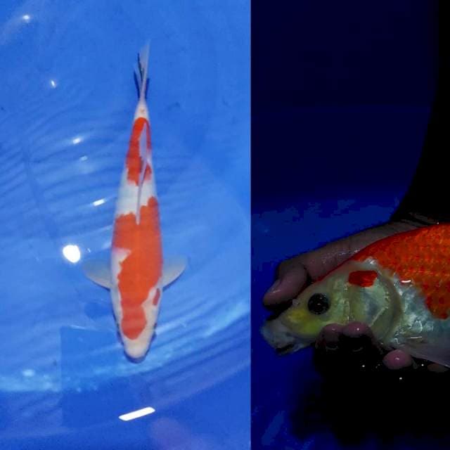 Sanke Tategoi 2step Original 33cm (M)