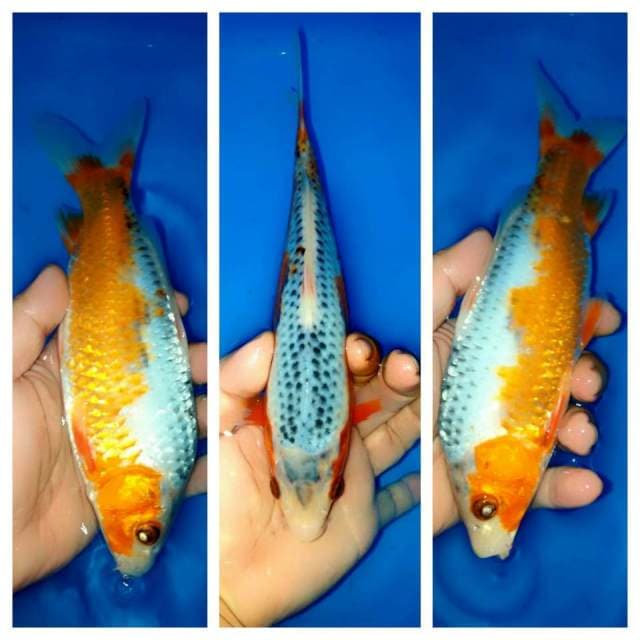 F1 ASAGI 24cm KINCLONG 1