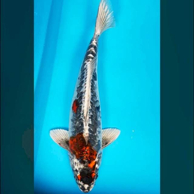 Benikiko jumbo 40cm male