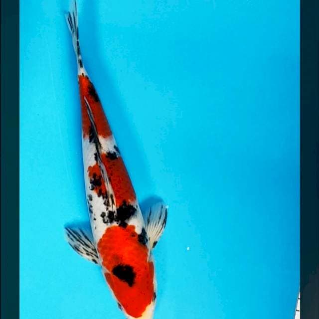 Sanke red 3 step 27cm male