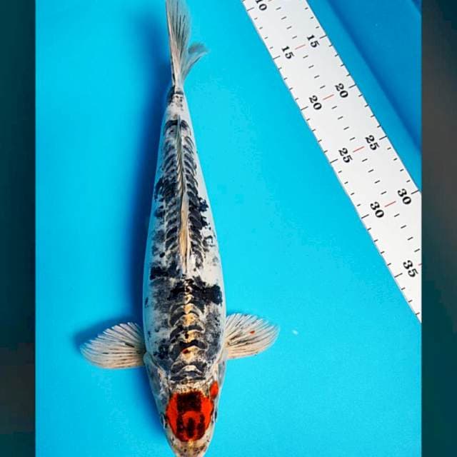 Tancho benikiko 33cm male