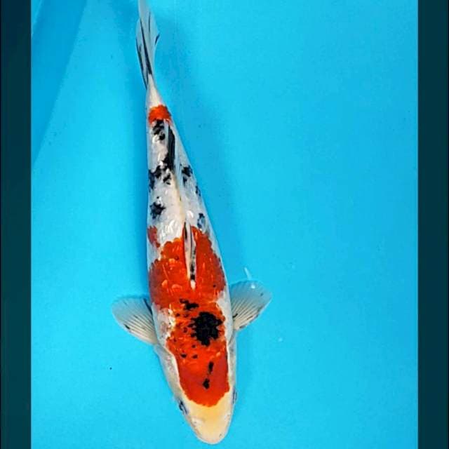 Good sanke ginrin 27cm