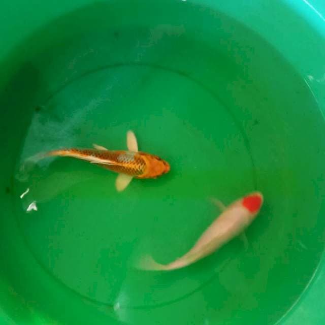 Tanco kohaku&kujaku