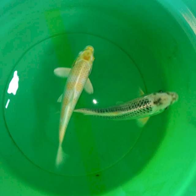 Hariwake & Gin matsuba sisik rapi