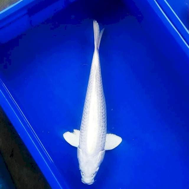 Platinum boddy jozz 40cm