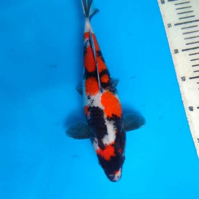 Showa 30cm