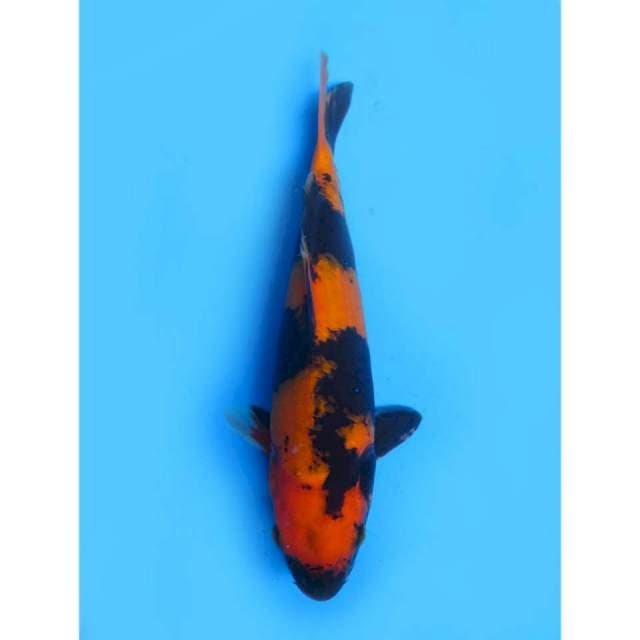 Hi Utsuri - 27cm Male