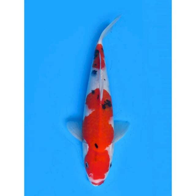 Red sanke - 32cm Male