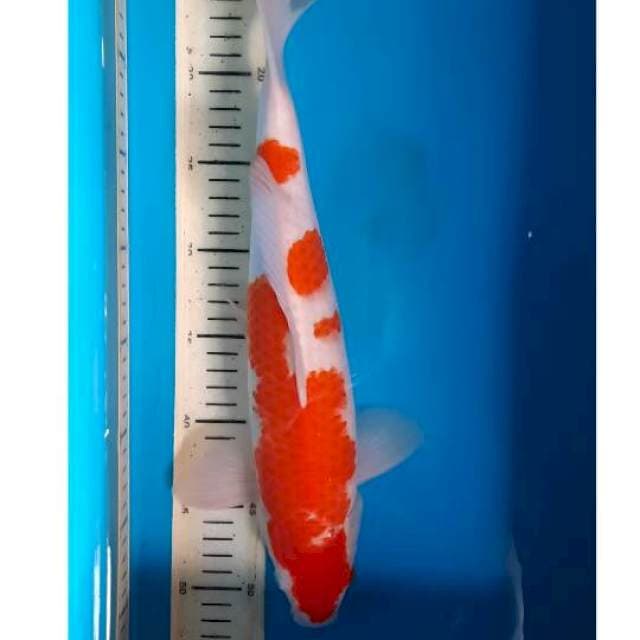 Kohaku 38cm