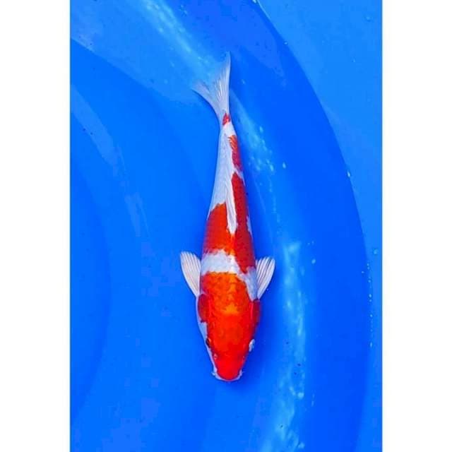HQ Hariwake Orange 3step Ori Full Hikari 27cm (M)