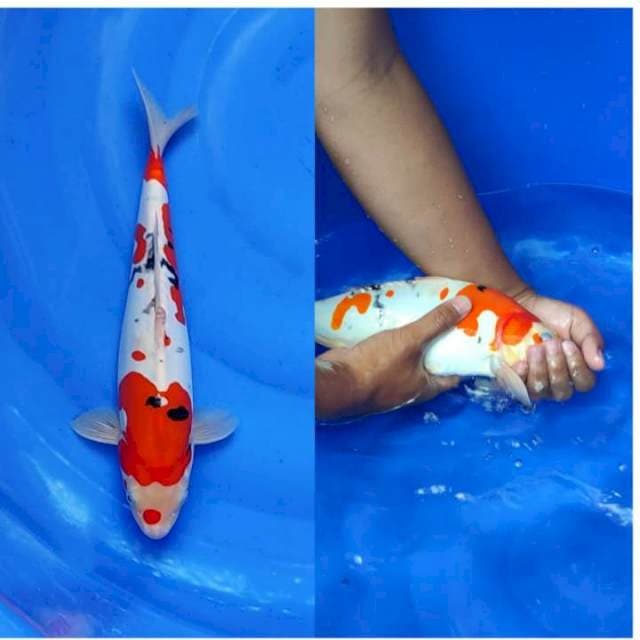 Sanke Doitsu Murni Berpunuk Original 31cm (M)