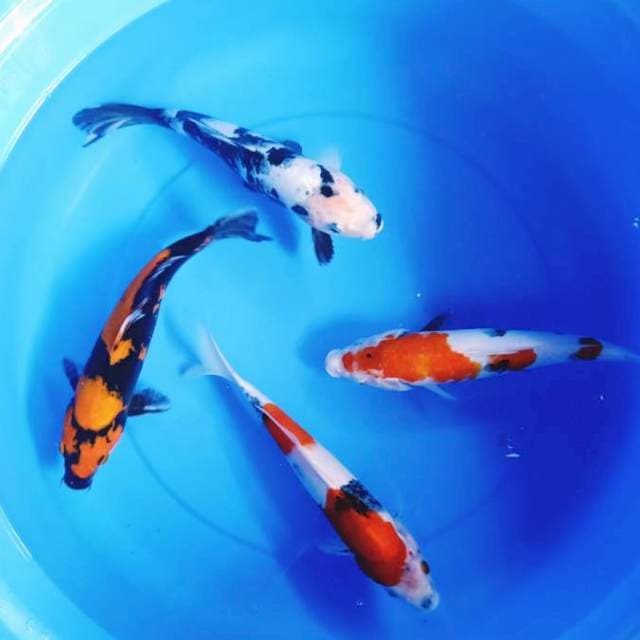Mix 30cm-32cm