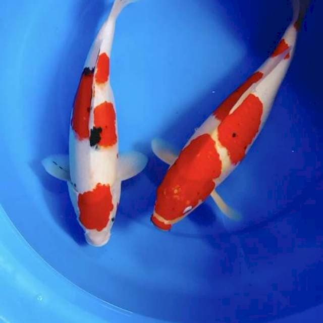Mix 38cm-40cm