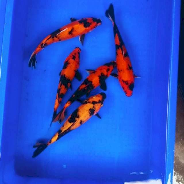 Hiutsuri merah tembus 25cm