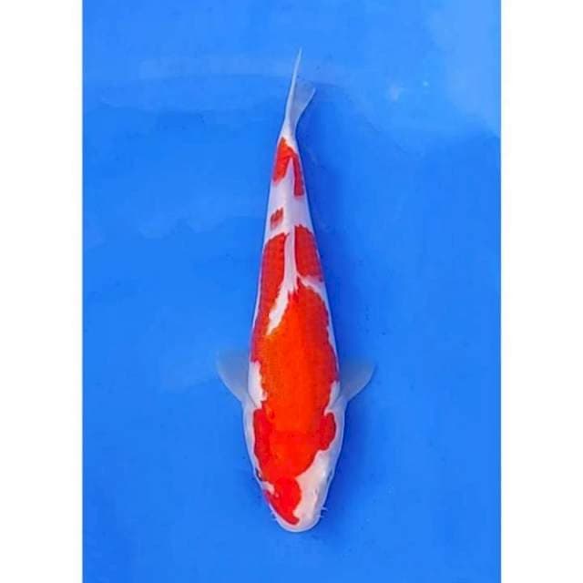 HQ Hanatsuki Kohaku Original 24cm (M)