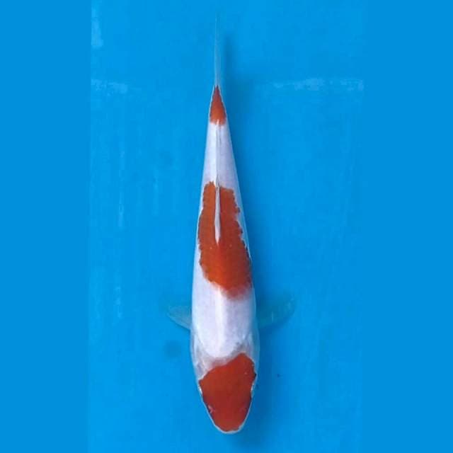 Kohaku, 15cm