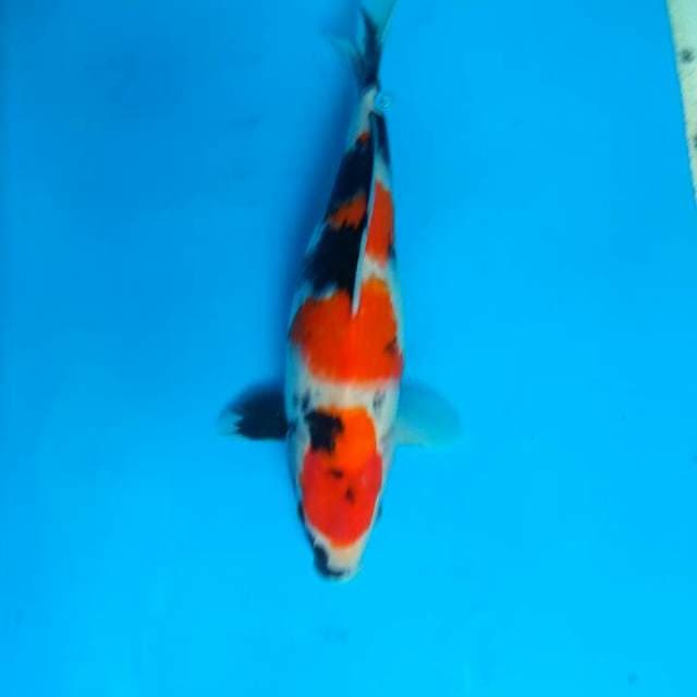 Showa 29cm
