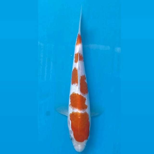 Kohaku, 18 cm