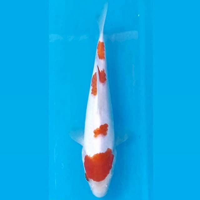 Kohaku, 18 cm
