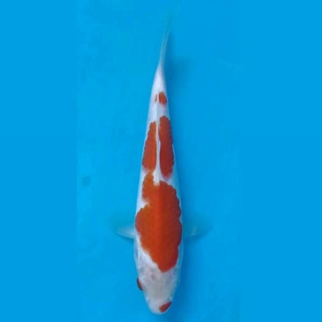 Kohaku, 17 cm