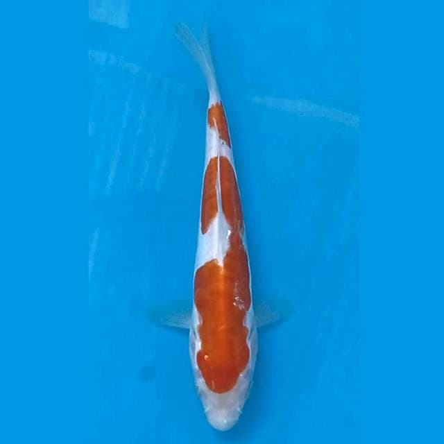 Kohaku doitsu, 16 cm