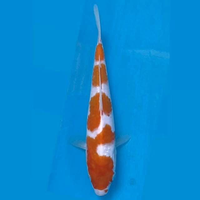 Kohaku, 17 cm