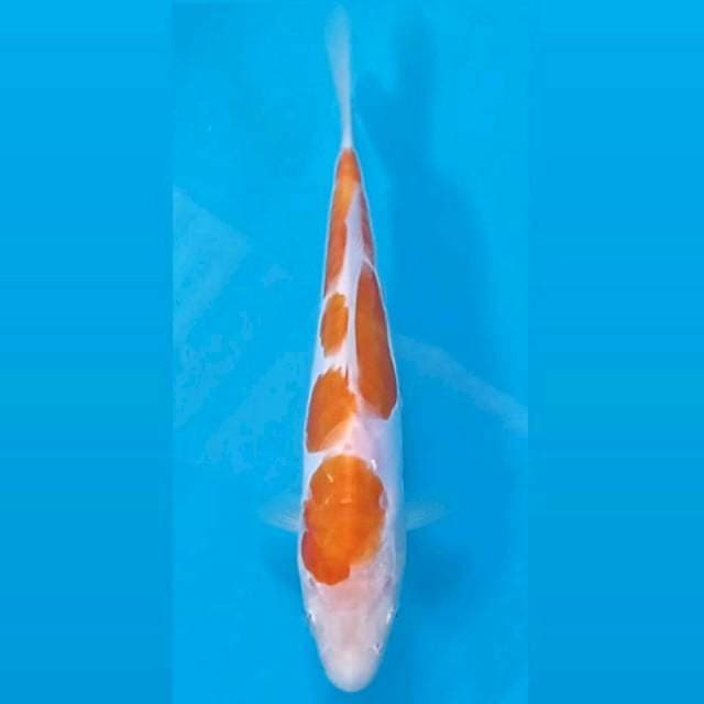 Kohaku doitsu, 17 cm