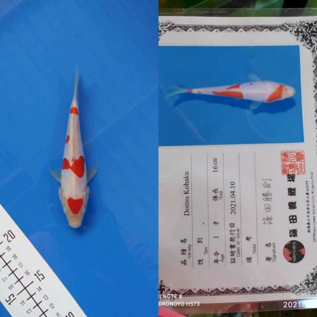 Kohaku doitsu Shinoda serti