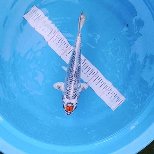 Tanco kojaku ory 27cm