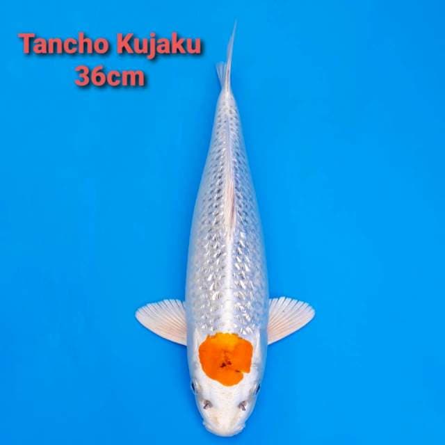 F1 Tancho Kujaku Ginrin 36cm