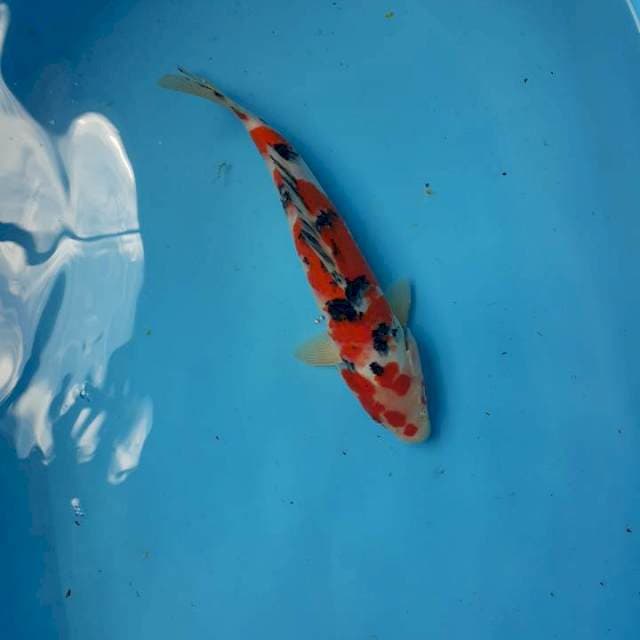 Sanke 27 cm