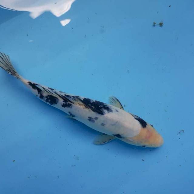 Shiro 32 cm
