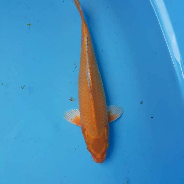 Ogon 27 cm