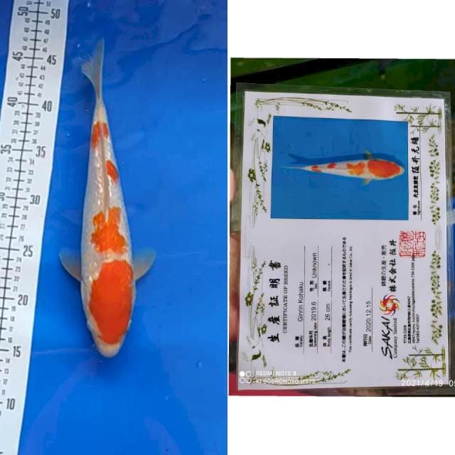 Kohaku ginrin SAKAI Ltd serti
