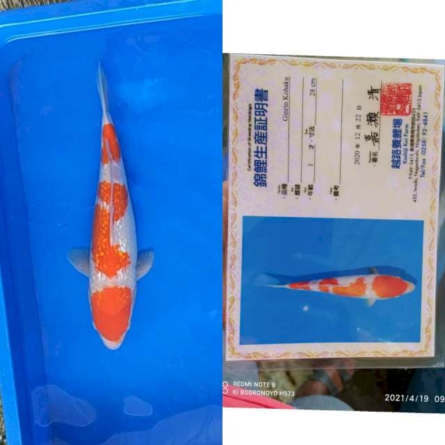 Kohaku ginrin Koshiji serti
