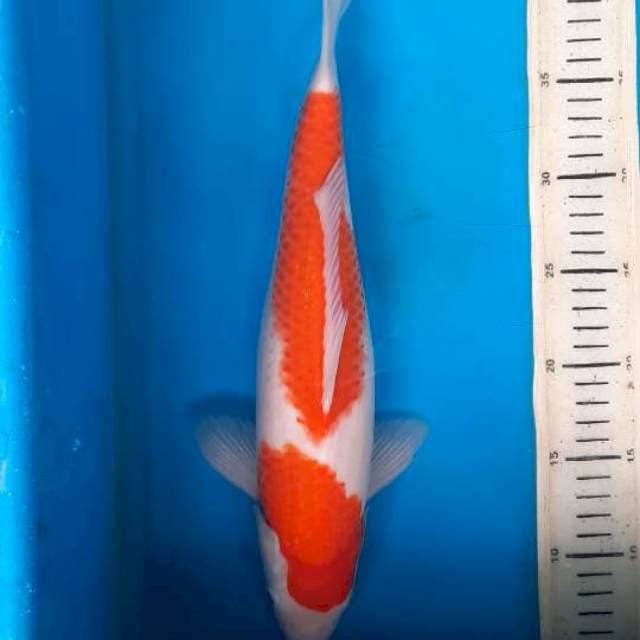 Kohaku 36cm