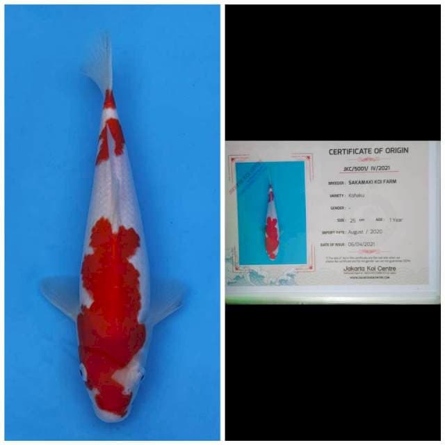 Sakamaki Kohaku