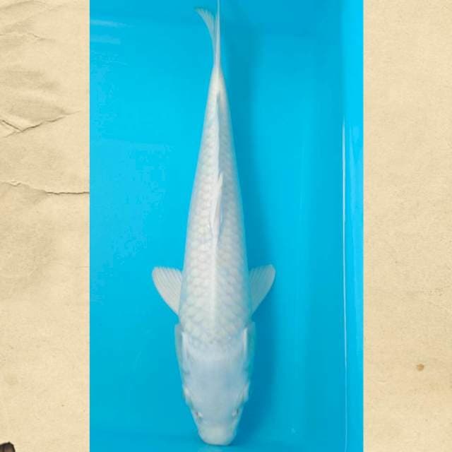 Platinum 31 cm