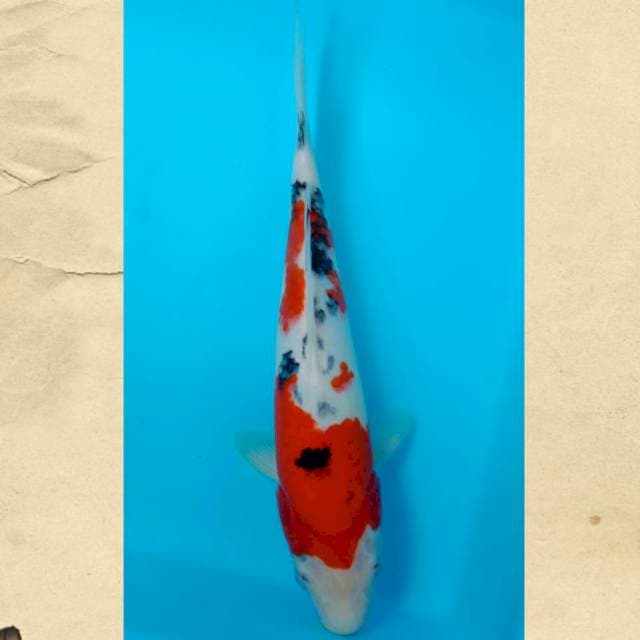 Sanke 28 cm