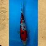 Sanke 28 cm