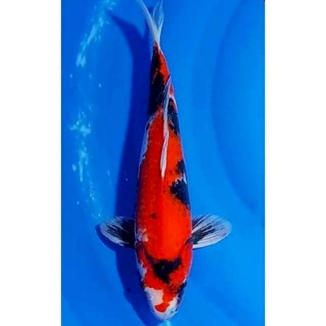 Showa Sanshoku Original Patern 33cm (F)