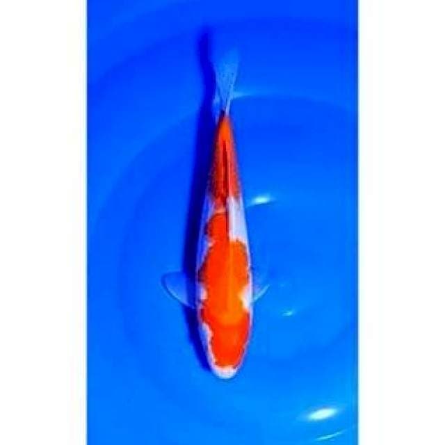 Original 2step Kohaku 23cm (F)