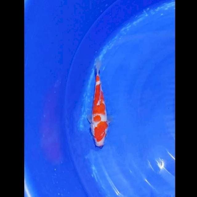 Kohaku 4step Original 27cm (F)