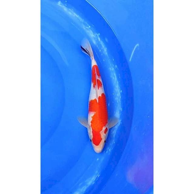 2step Original Tategoi Sanke 33cm (M)