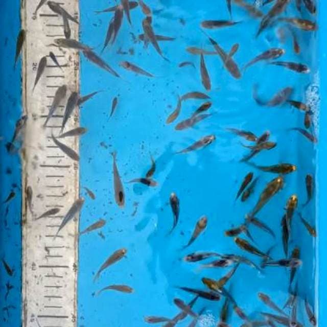 Showa goshiki 3 - 5 cm, 100 ekor