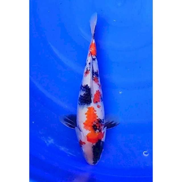 Kindai Showa Motogoro Seimbang 32cm (M)