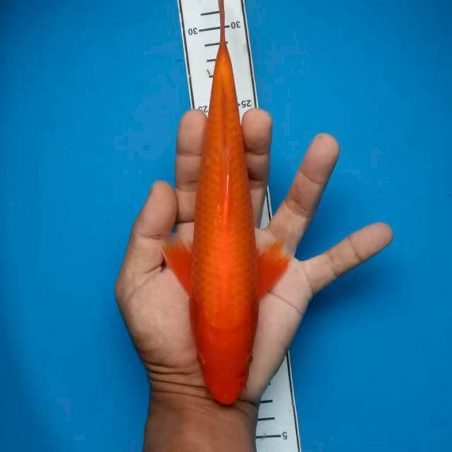Benigoi tembus perut